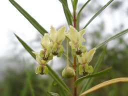 Gomphocarpus fruticosus flowers